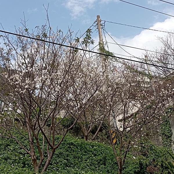 【走。遊台北賞花趣】北投區櫻花隧道