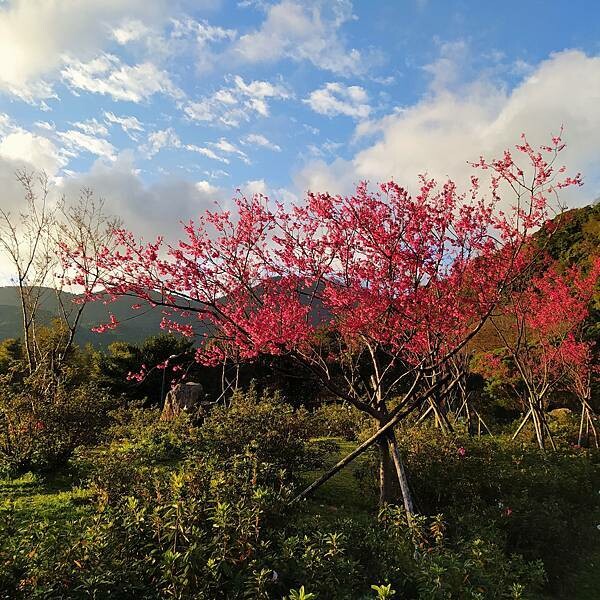 【走。遊台北賞花趣】北投區櫻花隧道