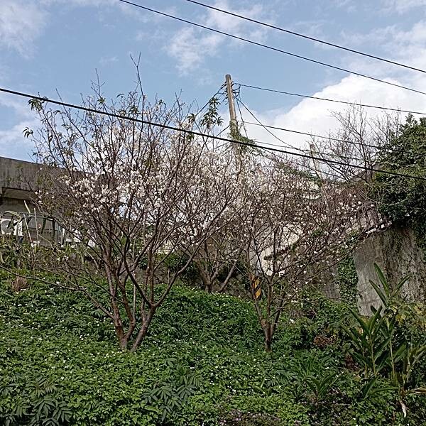 【走。遊台北賞花趣】北投區櫻花隧道