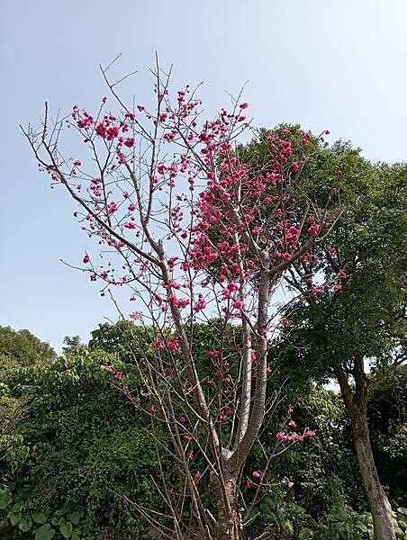 【走。遊台北賞花趣】北投區櫻花隧道