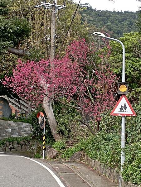 【走。遊台北賞花趣】北投區櫻花隧道