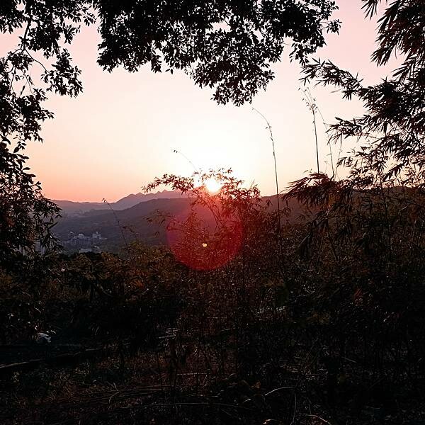 【走。遊台北賞花趣】北投區櫻花隧道