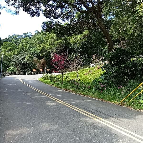 【走。遊台北賞花趣】北投區櫻花隧道