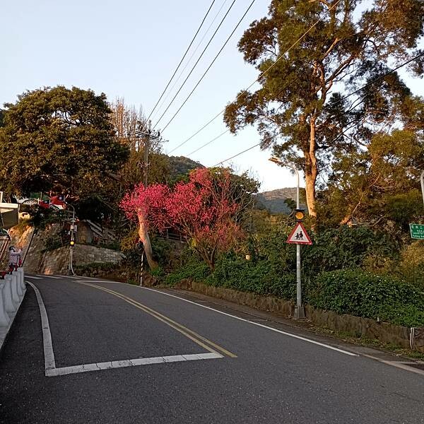 【走。遊台北賞花趣】北投區櫻花隧道