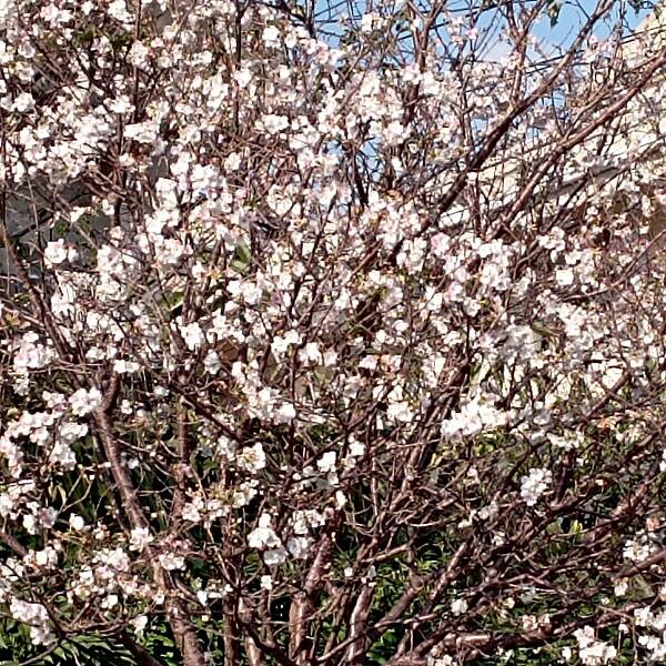 【走。遊台北賞花趣】北投區櫻花隧道