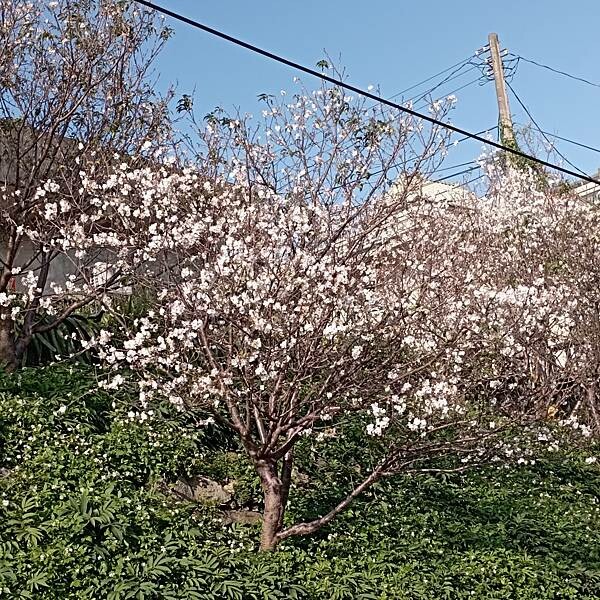 【走。遊台北賞花趣】北投區櫻花隧道