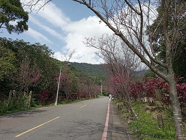 【走。遊台北賞花趣】北投區櫻花隧道