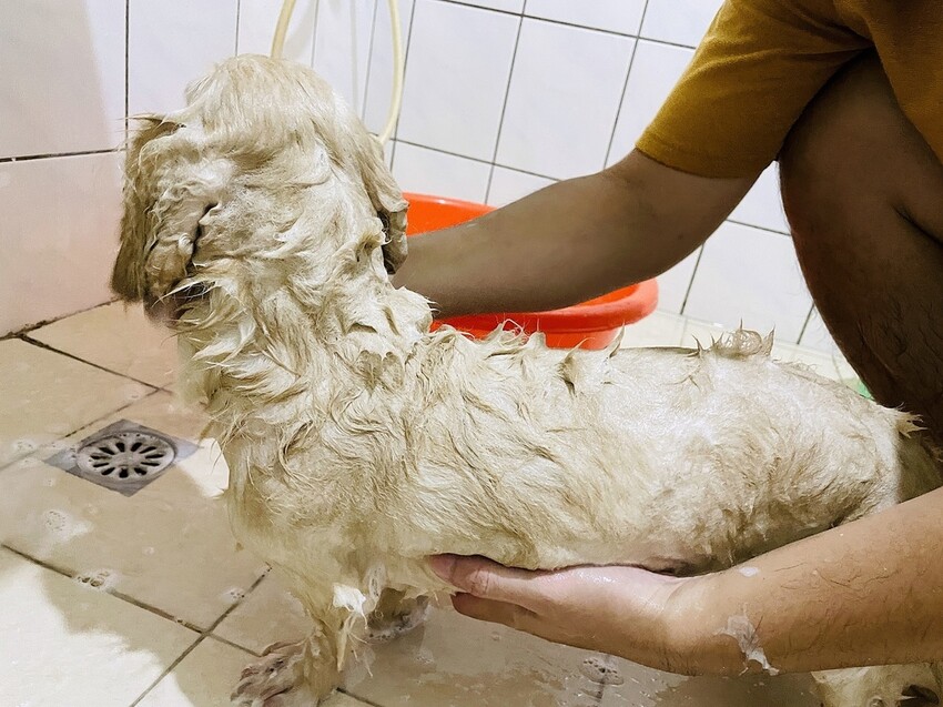 IMG_3393狗狗洗⽑精推薦_汪汪寶⾙.JPG IMG_3393狗狗洗⽑精推薦_汪汪寶⾙.JPG