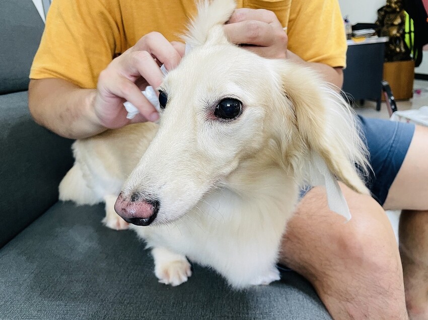 IMG_3261狗狗洗⽑精推薦_汪汪寶⾙.JPG IMG_3261狗狗洗⽑精推薦_汪汪寶⾙.JPG