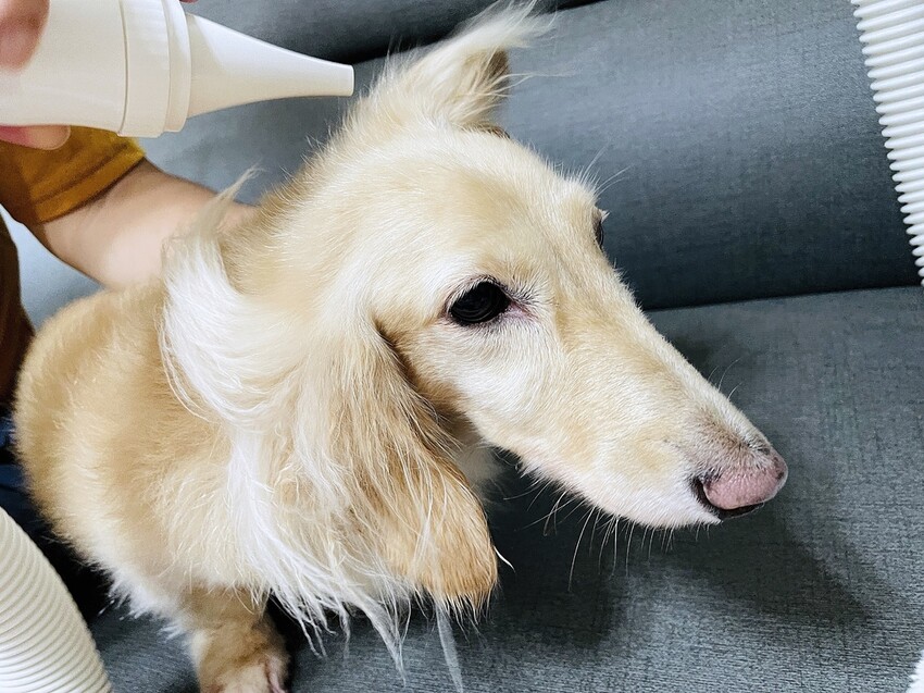 IMG_3458狗狗洗⽑精推薦_汪汪寶⾙.JPG IMG_3458狗狗洗⽑精推薦_汪汪寶⾙.JPG