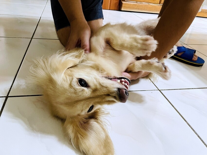 IMG_3360狗狗洗⽑精推薦_汪汪寶⾙.JPG IMG_3360狗狗洗⽑精推薦_汪汪寶⾙.JPG