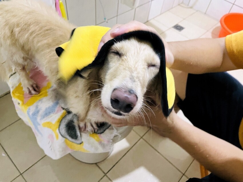 IMG_3446狗狗洗⽑精推薦_汪汪寶⾙.JPG IMG_3446狗狗洗⽑精推薦_汪汪寶⾙.JPG