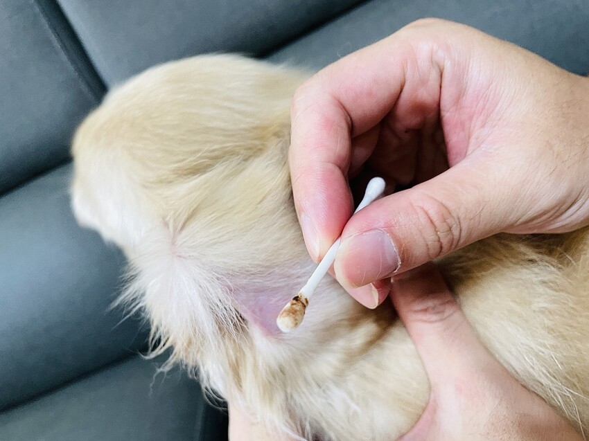 IMG_3276狗狗洗⽑精推薦_汪汪寶⾙.JPG IMG_3276狗狗洗⽑精推薦_汪汪寶⾙.JPG