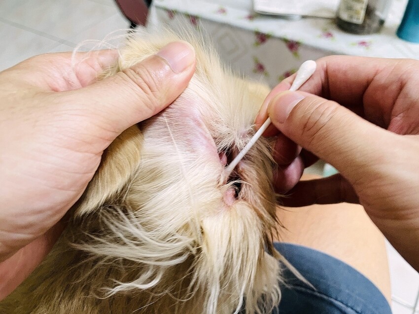 IMG_3313狗狗洗⽑精推薦_汪汪寶⾙.JPG IMG_3313狗狗洗⽑精推薦_汪汪寶⾙.JPG