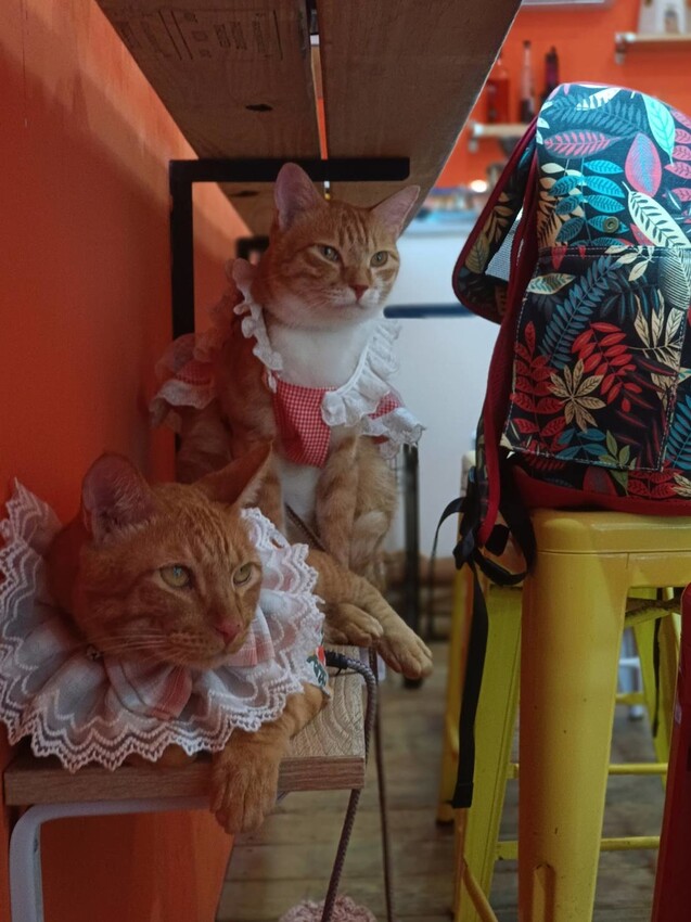 【台北.貢寮】貢寮旅行寵物友善懶人包。最強海鮮+最美免費景點。帶著寵物旅行去