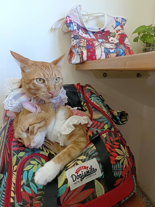 【台北.貢寮】貢寮旅行寵物友善懶人包。最強海鮮+最美免費景點。帶著寵物旅行去