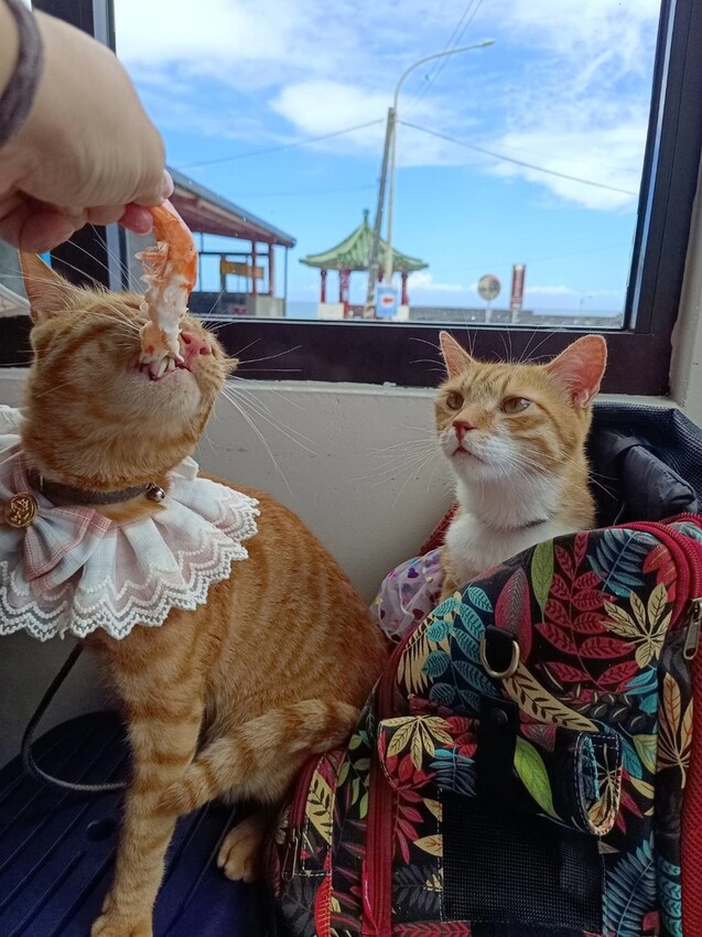 【台北.貢寮】貢寮旅行寵物友善懶人包。最強海鮮+最美免費景點。帶著寵物旅行去