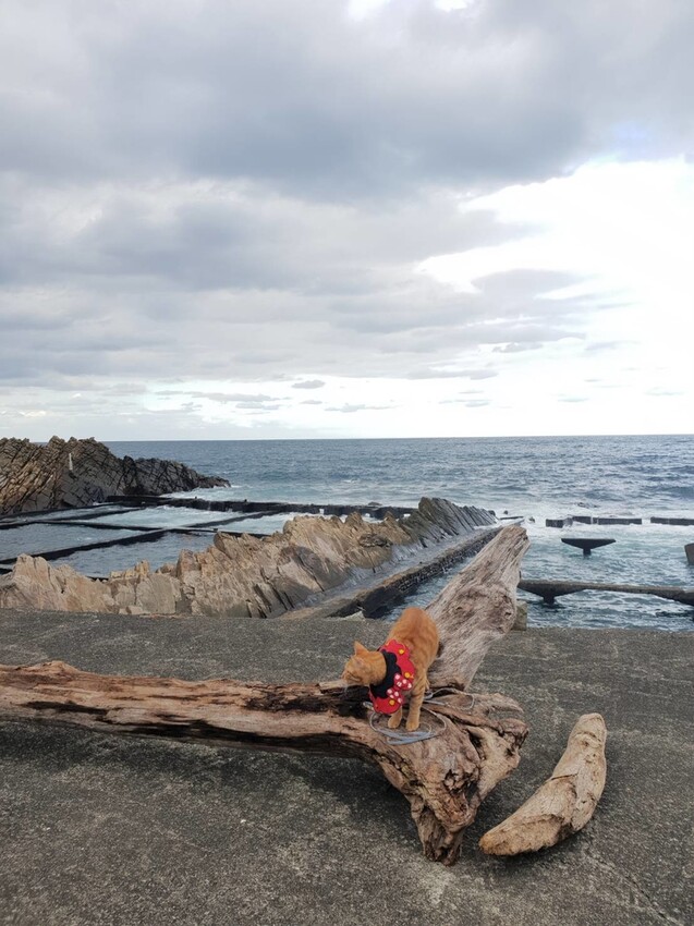 【台北.貢寮】貢寮旅行寵物友善懶人包。最強海鮮+最美免費景點。帶著寵物旅行去