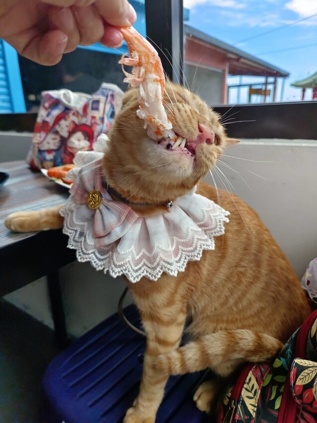 【台北.貢寮】貢寮旅行寵物友善懶人包。最強海鮮+最美免費景點。帶著寵物旅行去