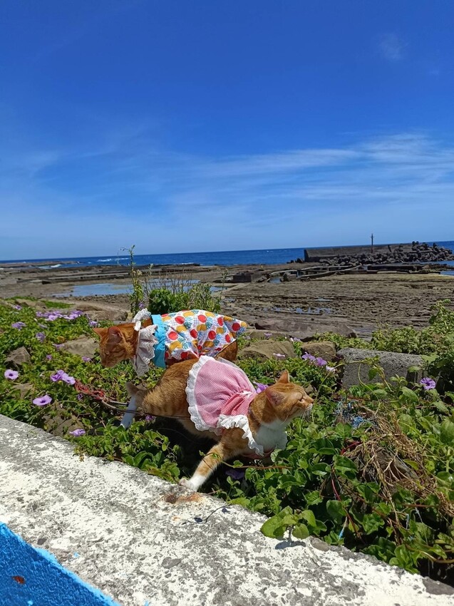 【台北.貢寮】貢寮旅行寵物友善懶人包。最強海鮮+最美免費景點。帶著寵物旅行去