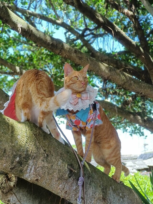 【台北.貢寮】貢寮旅行寵物友善懶人包。最強海鮮+最美免費景點。帶著寵物旅行去