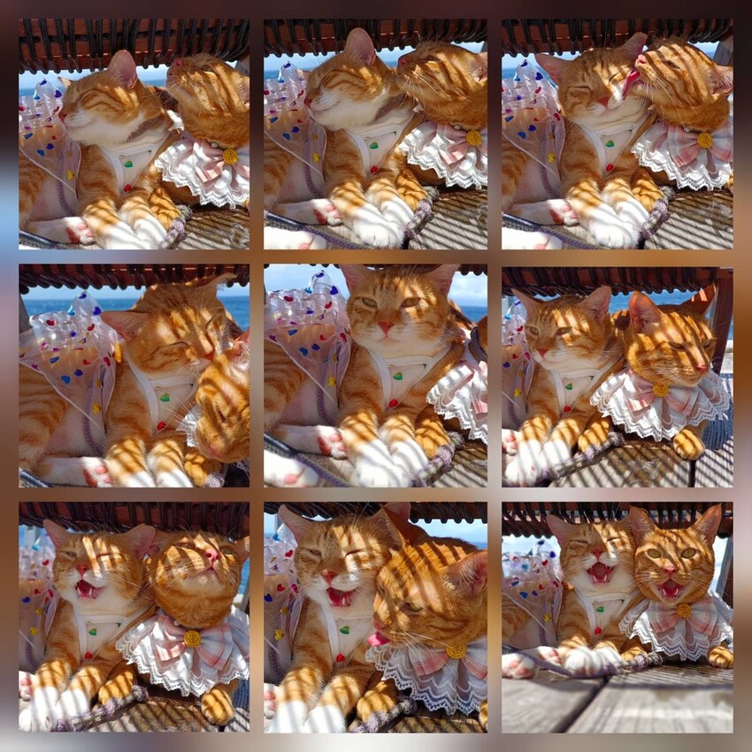 【台北.貢寮】貢寮旅行寵物友善懶人包。最強海鮮+最美免費景點。帶著寵物旅行去