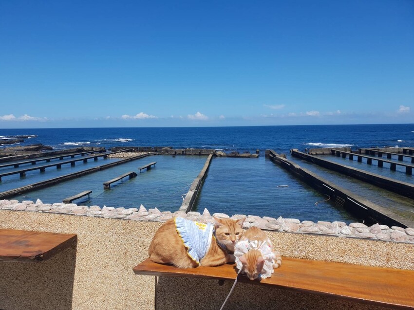 【台北.貢寮】貢寮旅行寵物友善懶人包。最強海鮮+最美免費景點。帶著寵物旅行去