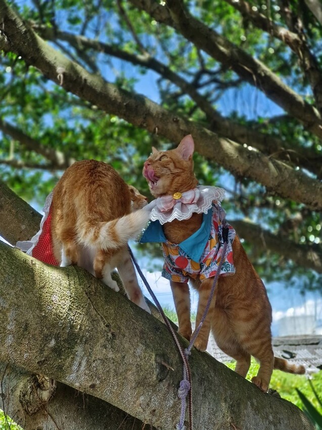 【台北.貢寮】貢寮旅行寵物友善懶人包。最強海鮮+最美免費景點。帶著寵物旅行去