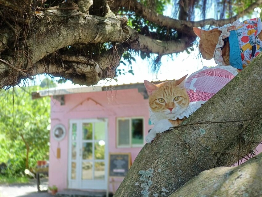 【台北.貢寮】貢寮旅行寵物友善懶人包。最強海鮮+最美免費景點。帶著寵物旅行去