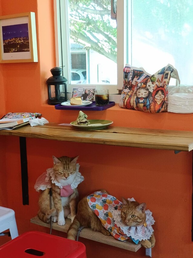 【台北.貢寮】貢寮旅行寵物友善懶人包。最強海鮮+最美免費景點。帶著寵物旅行去