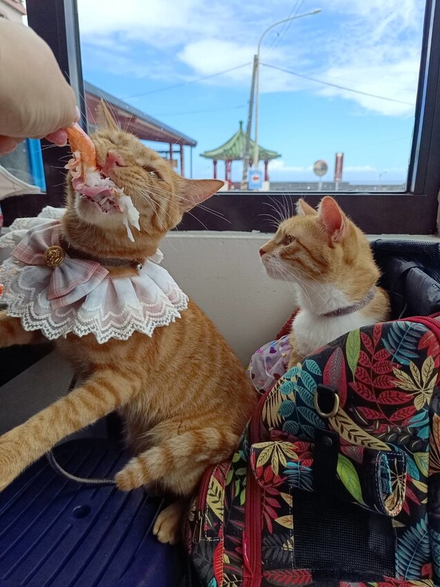 【台北.貢寮】貢寮旅行寵物友善懶人包。最強海鮮+最美免費景點。帶著寵物旅行去