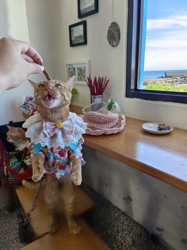 【台北.貢寮】貢寮旅行寵物友善懶人包。最強海鮮+最美免費景點。帶著寵物旅行去