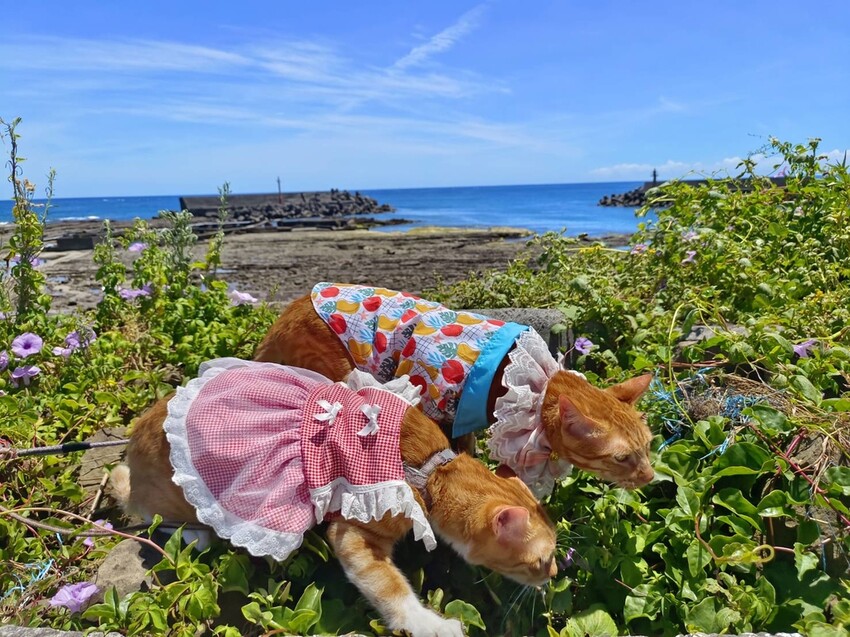 【台北.貢寮】貢寮旅行寵物友善懶人包。最強海鮮+最美免費景點。帶著寵物旅行去