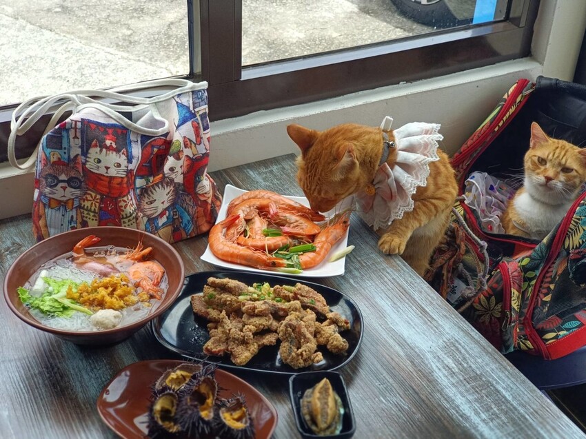 【台北.貢寮】貢寮旅行寵物友善懶人包。最強海鮮+最美免費景點。帶著寵物旅行去