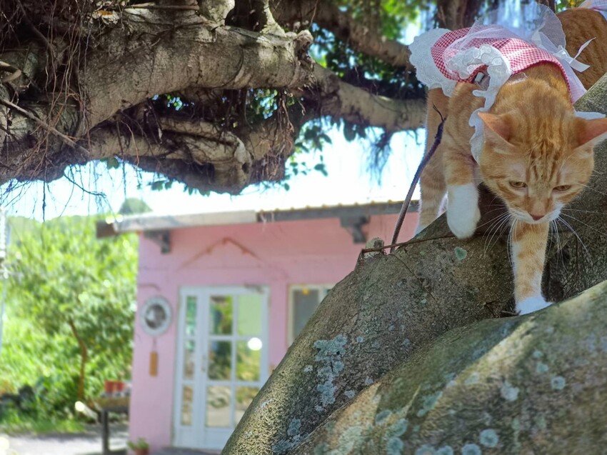 【台北.貢寮】貢寮旅行寵物友善懶人包。最強海鮮+最美免費景點。帶著寵物旅行去