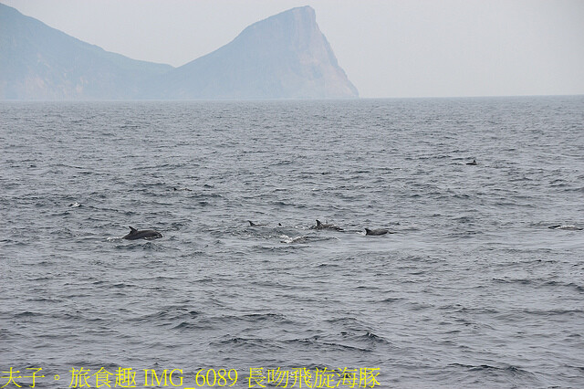 IMG_6089 長吻飛旋海豚.jpg - 宜蘭龜山島賞鯨 20220621
