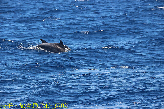 IMG_6702.jpg - 多羅滿賞鯨 20220629