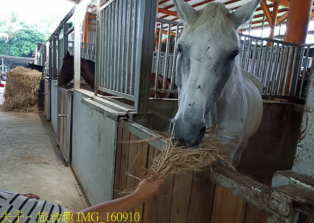 龍海號生態之旅 X 七股鹽山鹽宇宙 X 馬術體驗