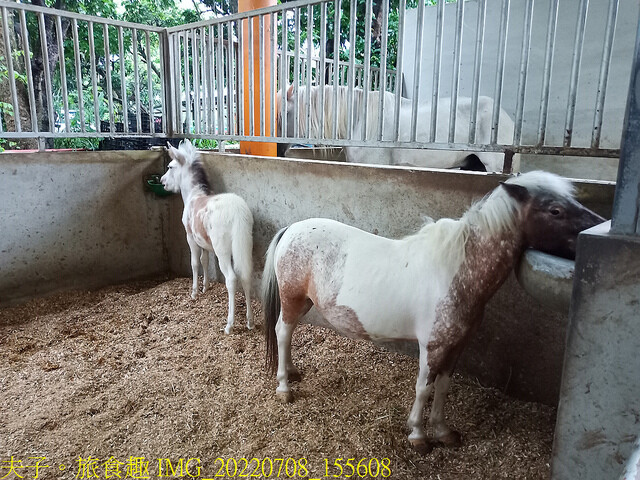 IMG_20220708_155608.jpg - 台灣馬樂活山莊 20220708 IMG_20220708_155608.jpg - 台灣馬樂活山莊 20220708