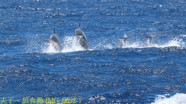 IMG_6692-1.jpg - 多羅滿賞鯨 20220629