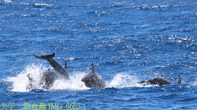 IMG_6663-1.jpg - 多羅滿賞鯨 20220629