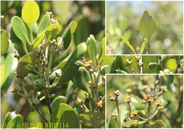 8703114.jpg - 台南七股龍海號 20220708 8703114.jpg - 台南七股龍海號 20220708