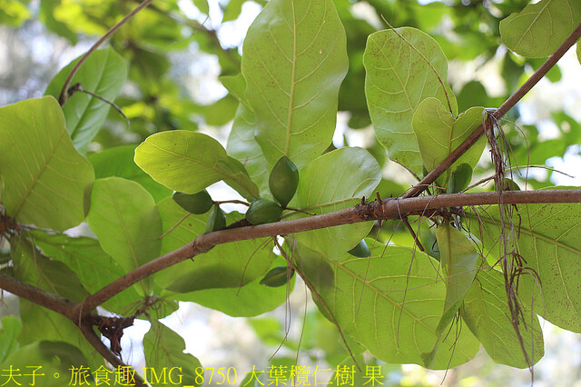 IMG_8750 大葉欖仁樹 果.jpg - 台南七股龍海號 20220708 IMG_8750 大葉欖仁樹 果.jpg - 台南七股龍海號 20220708