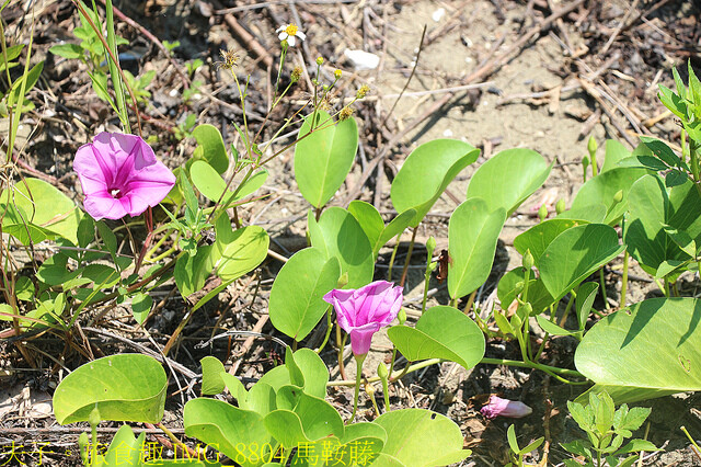 IMG_8804 馬鞍藤.jpg - 台南七股龍海號 20220708 IMG_8804 馬鞍藤.jpg - 台南七股龍海號 20220708