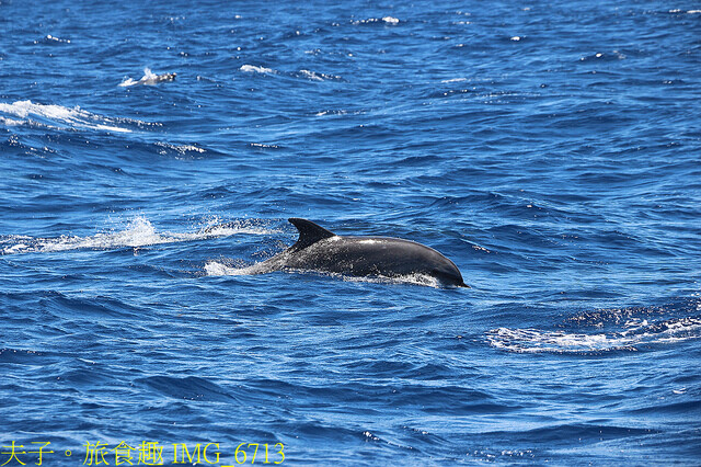 IMG_6713.jpg - 多羅滿賞鯨 20220629