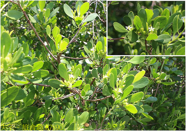 87890.jpg - 台南七股龍海號 20220708 87890.jpg - 台南七股龍海號 20220708