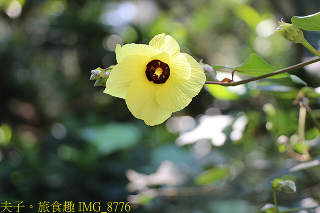 IMG_8776.jpg - 台南七股龍海號 20220708 IMG_8776.jpg - 台南七股龍海號 20220708