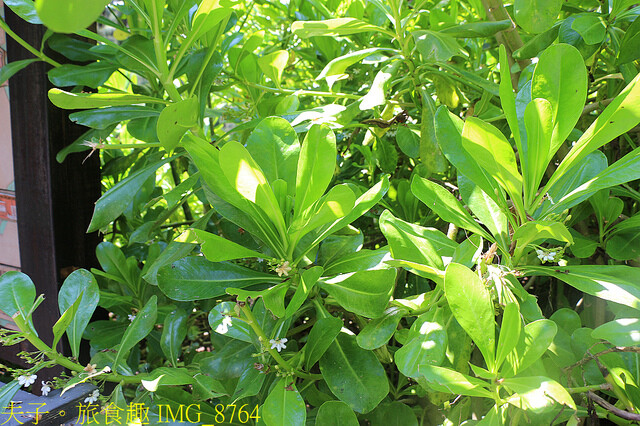 IMG_8764.jpg - 台南七股龍海號 20220708 IMG_8764.jpg - 台南七股龍海號 20220708