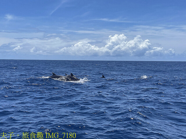 IMG_7180.jpg - 多羅滿賞鯨 20220629