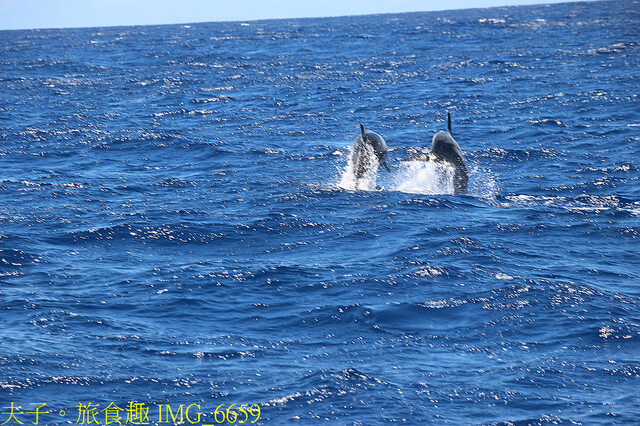 IMG_6659.jpg - 多羅滿賞鯨 20220629